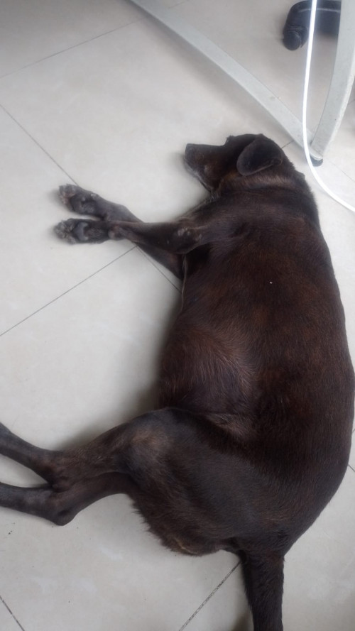 Negra María