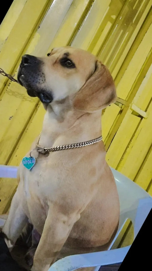 Apolo