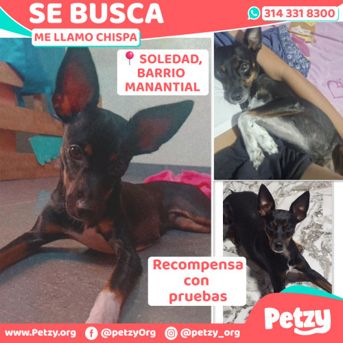 Chispa