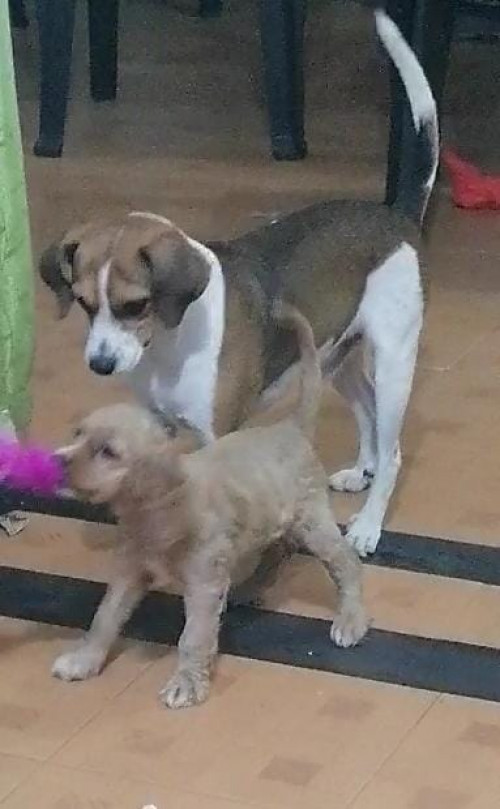 Bruno E Igor