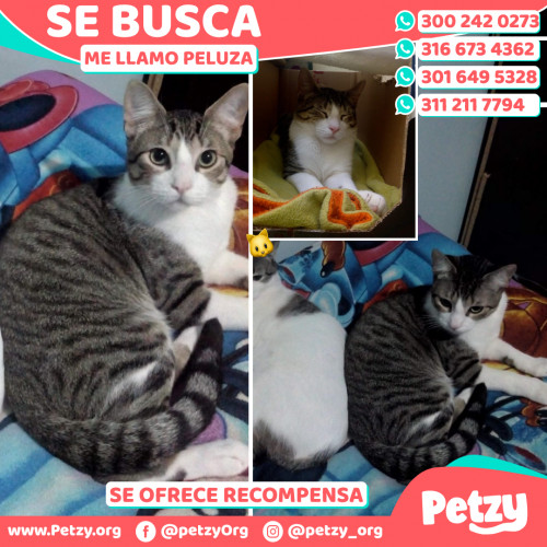 Banner de Peluza