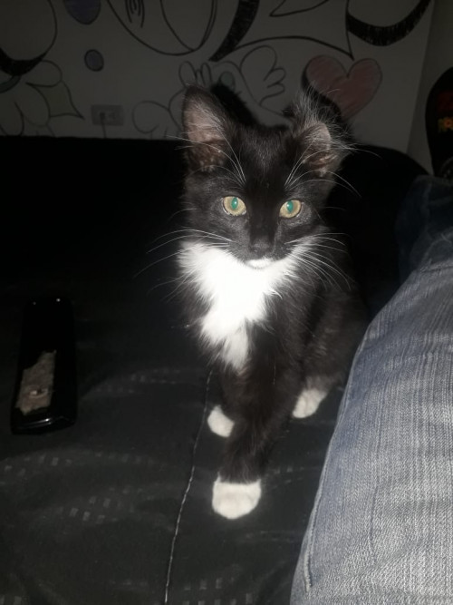 Baloo