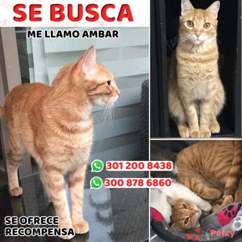 Foto de mascota Ambar