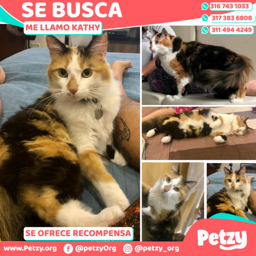 Foto de mascota Kathy