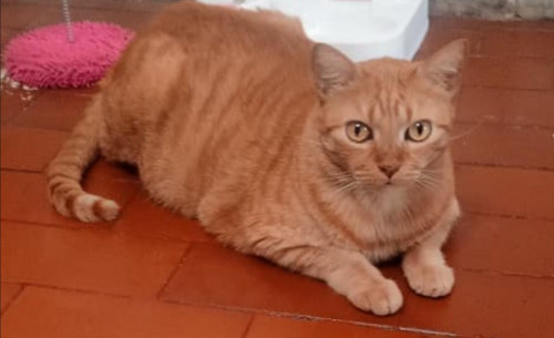 Simón