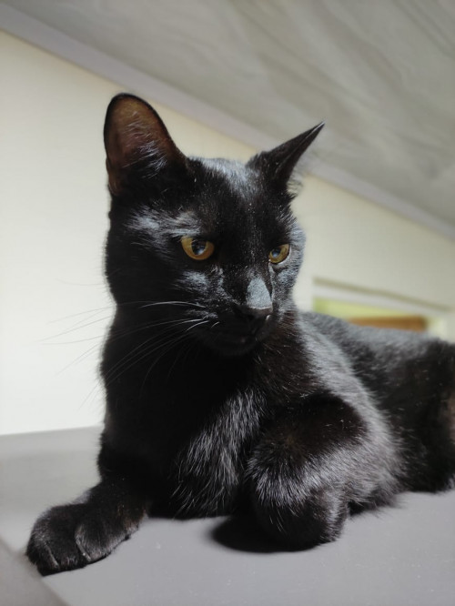 Zeus