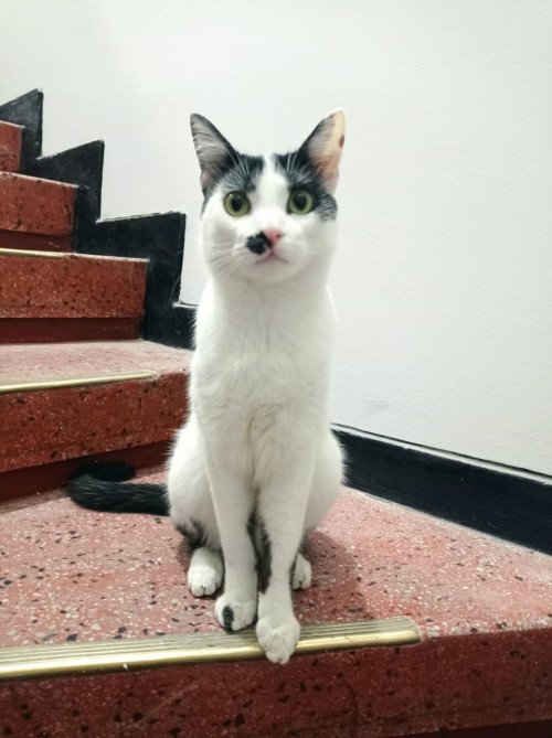 Copito