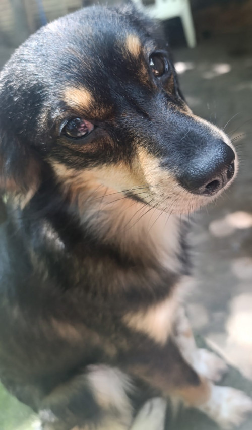 Anubis