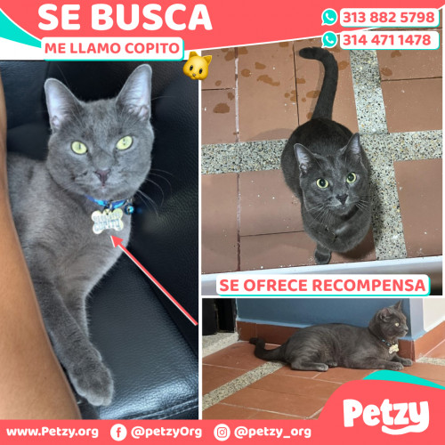 Foto de mascota Copito