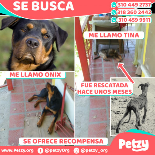 Foto de mascota Onix Y Tina