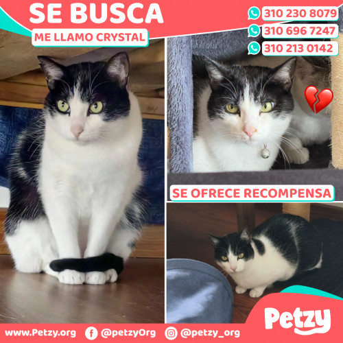 Foto de mascota Crystal