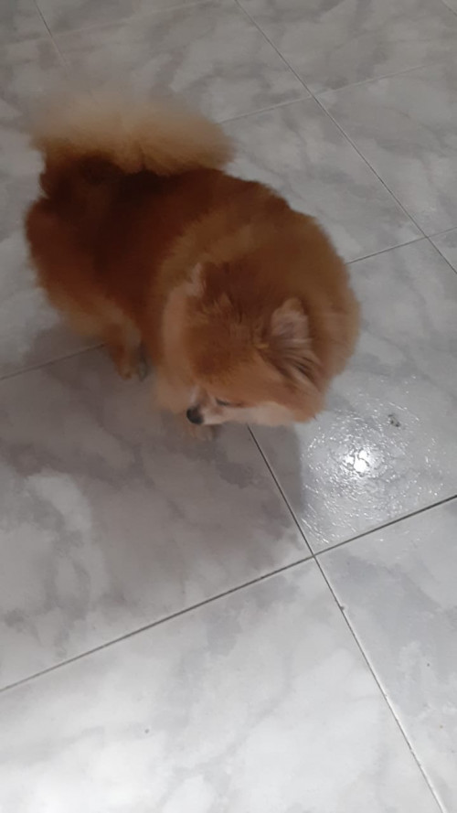 Foxy