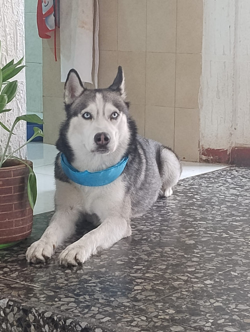 Bruce