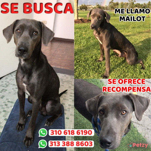 Foto de mascota Mailot