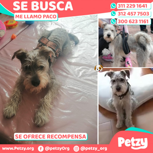 Foto de mascota Paco