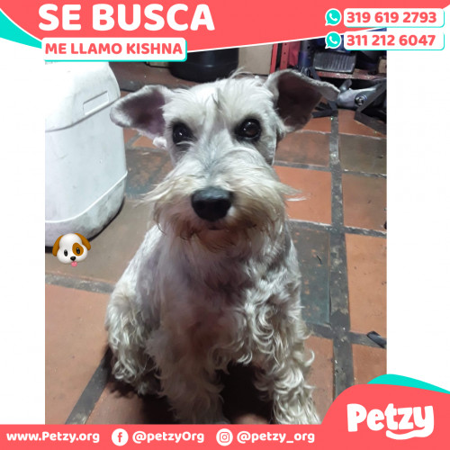 Foto de mascota Kishna