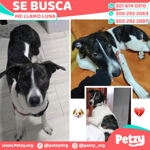 Foto de mascota Luna