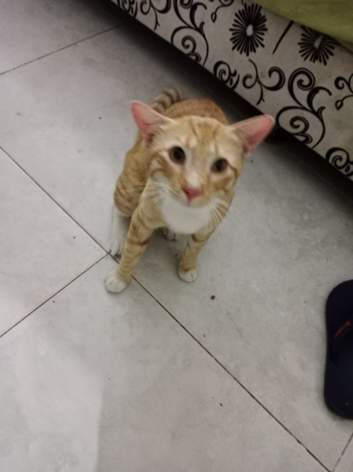 Tigre