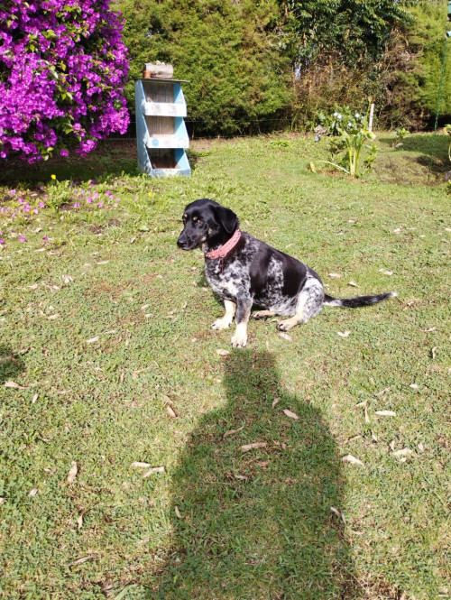 Lola
