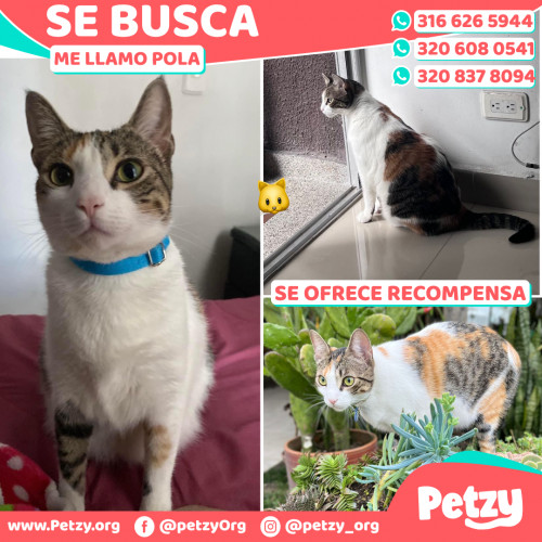 Foto de mascota Pola