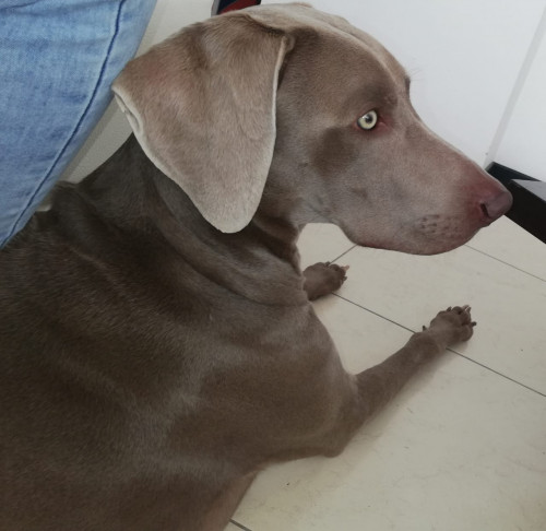Sam