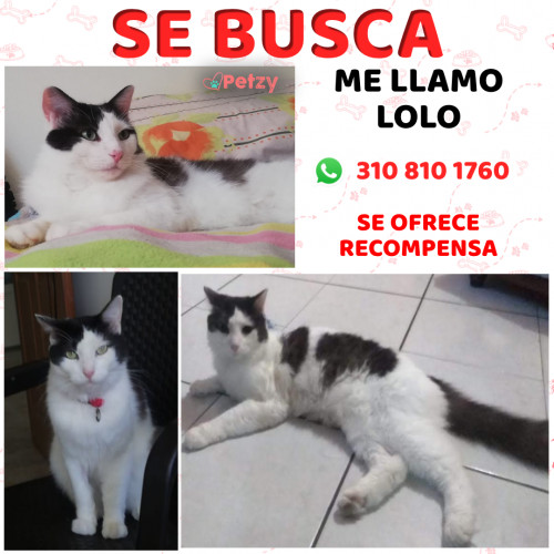 Foto de mascota Lolo