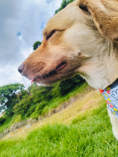 Milo