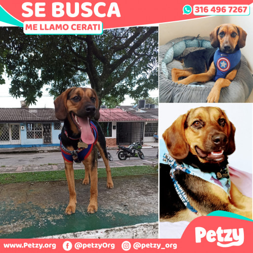 Foto de mascota Cerati