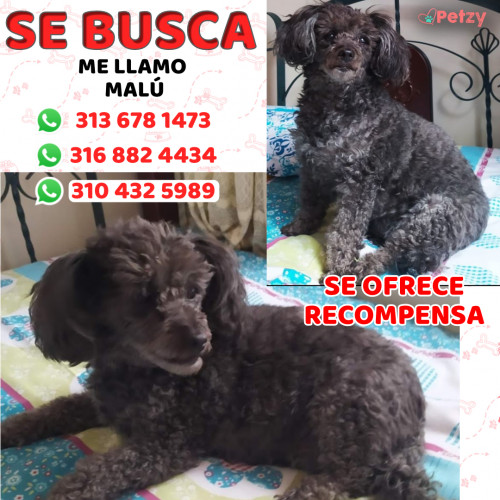 Foto de mascota Malú