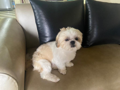 Toby