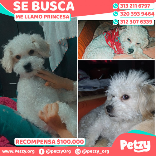 Foto de mascota Princesa