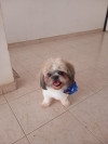 Foto de Loky en Pereira Risaralda #0