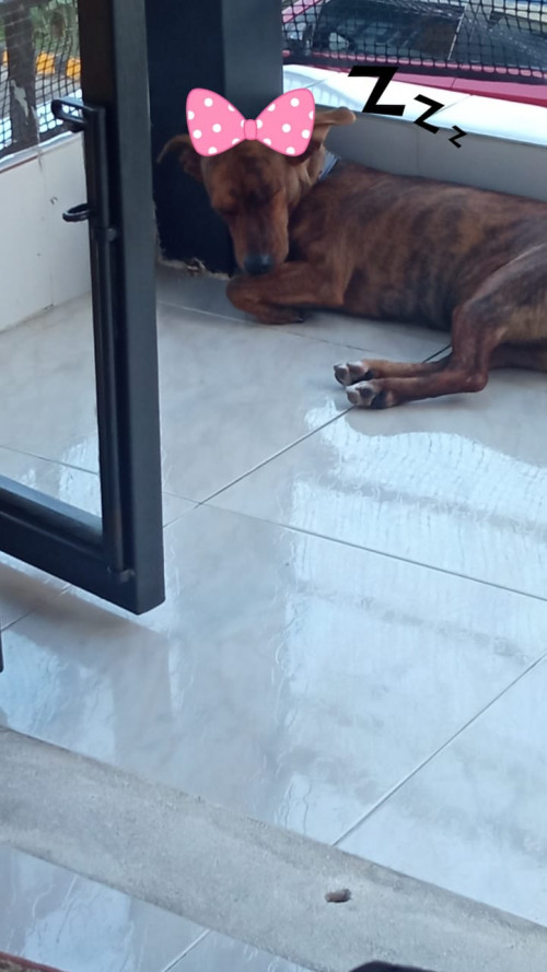 Mía