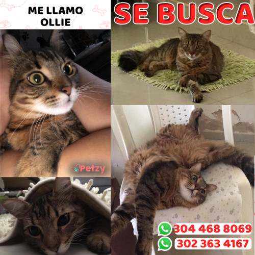 Foto de mascota Ollie (oli)