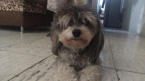 Copito