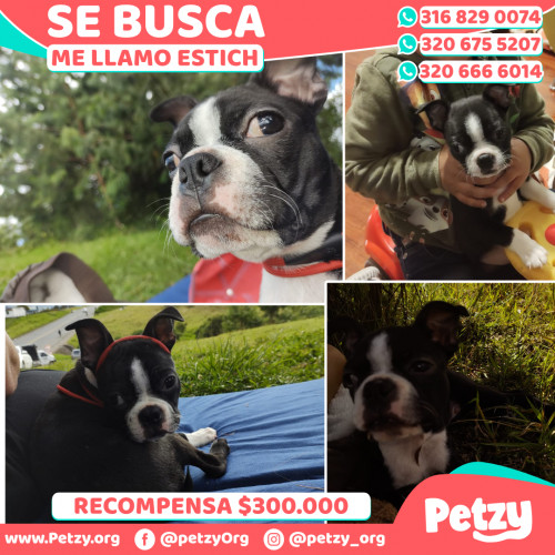 Foto de mascota Estich