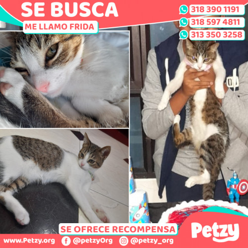 Foto de mascota Frida 