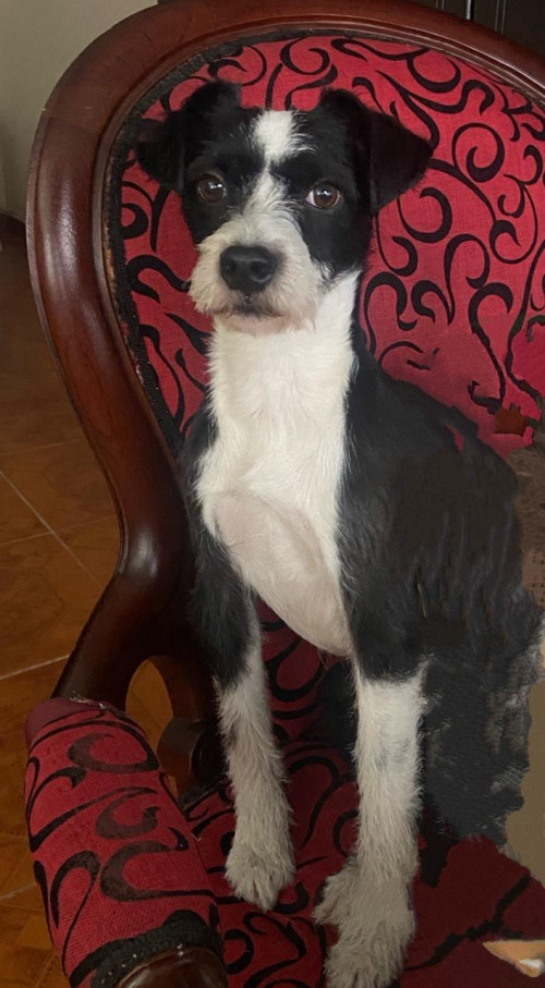 Oliver