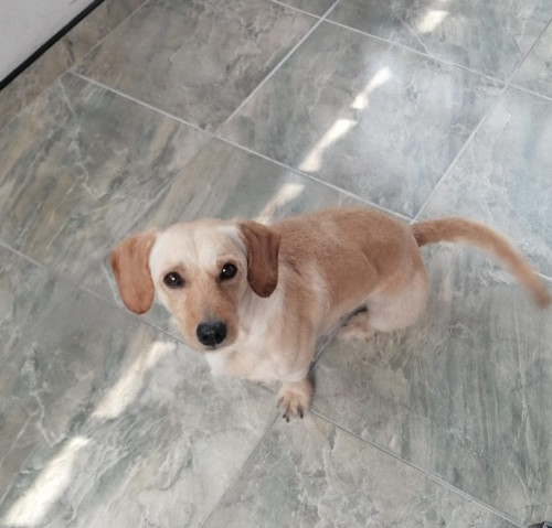 Cóndor