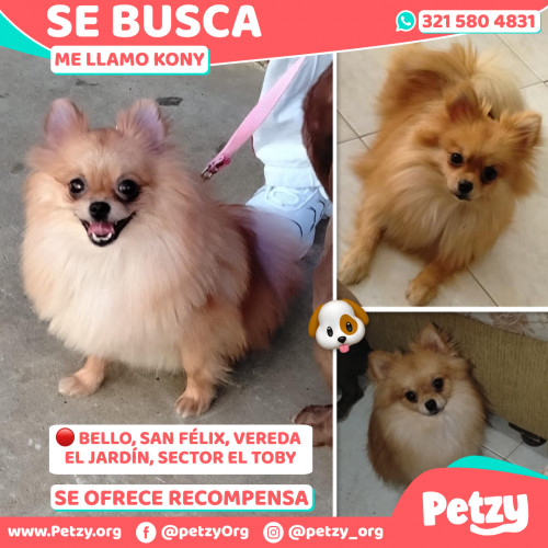 Foto de mascota Kony