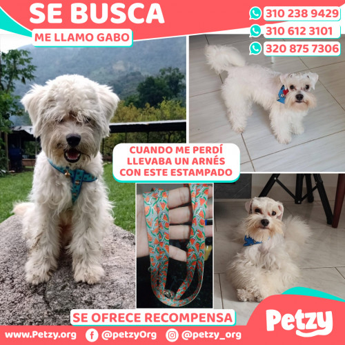 Foto de mascota Gabo