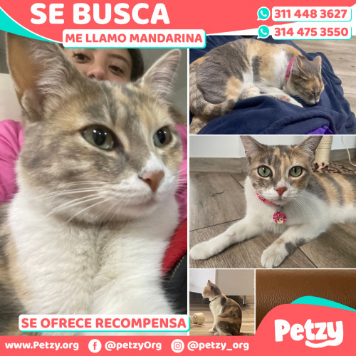 Foto de mascota Mandarina