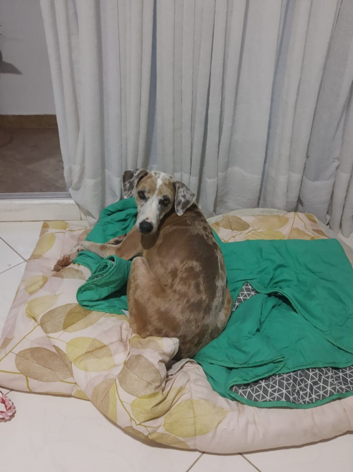 Brisa