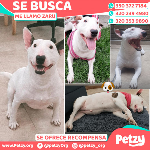 Foto de mascota Zaru