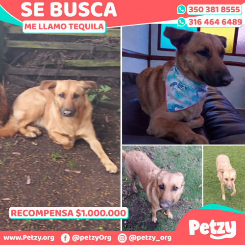 Foto de mascota Tequila