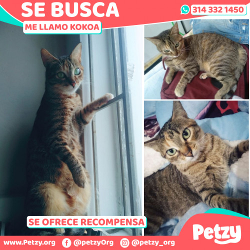 Foto de mascota Kokoa