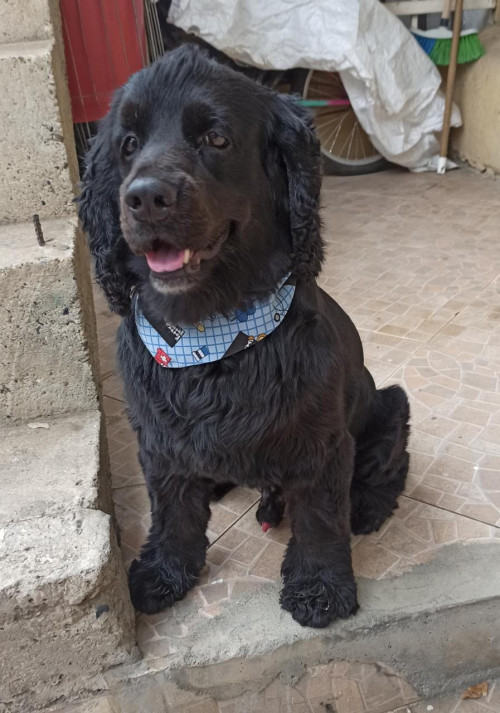 Tobias