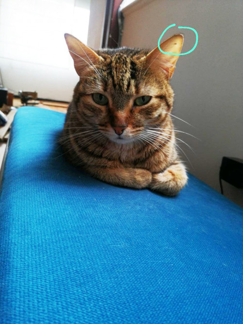 Alegra