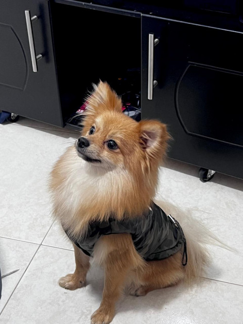 Axel