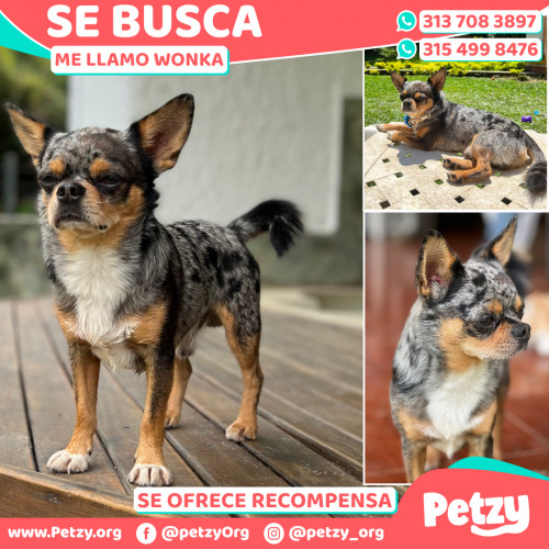 Foto de mascota Wonka